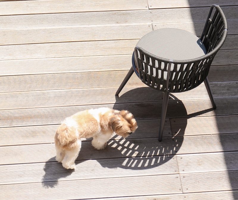 DAISY RAE Dining Chair